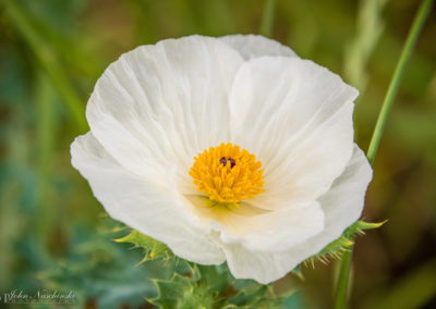 Prickly Poppy Flower - Argemone polyanthemos - 08