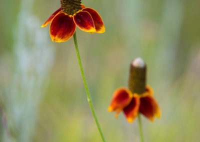 Coneflower (Mexican Hat) Flower - Ratibida columnifera - Photo 02