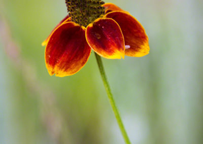 Coneflower (Mexican Hat) Flower - Ratibida columnifera - Photo 03