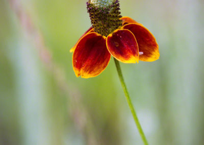Coneflower (Mexican Hat) Flower - Ratibida columnifera - Photo 04