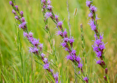 Colorado Gayfeather Flowers - Liatris punctata 01