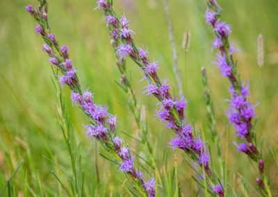 Colorado Gayfeather Flowers - Liatris punctata 02