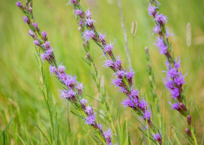 Colorado Gayfeather Flowers - Liatris punctata 03