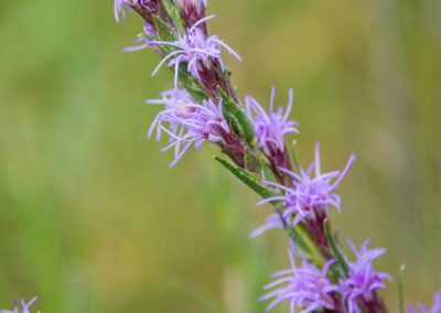 Colorado Gayfeather Flowers - Liatris punctata 04