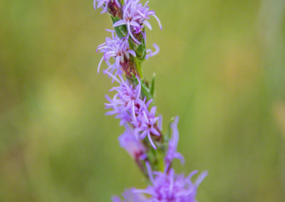 Colorado Gayfeather Flowers - Liatris punctata 05