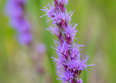 Colorado Gayfeather Flowers - Liatris punctata 06