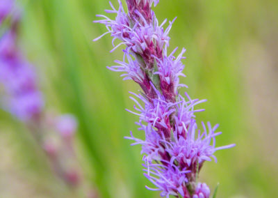 Colorado Gayfeather Flowers - Liatris punctata 07