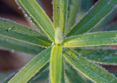 Colorado Grasses and Foliage with Dew Drops Photo 04