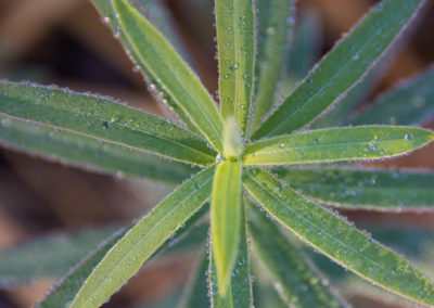 Colorado Grasses Leaves and Foliage with Dew Drops Photo 05