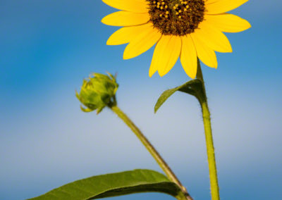 Photo of Colorado Sunflower in Castle Rock Colorado 19