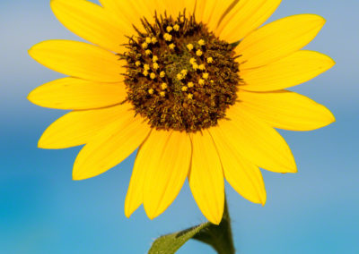Photo of Colorado Sunflower in Castle Rock Colorado 18