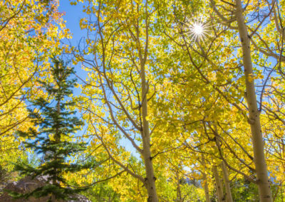 Aspen Tree Fall Colors Rocky Mountain National Park