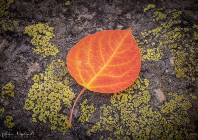 Aspen Leaf on Lichen Rock Photo 10