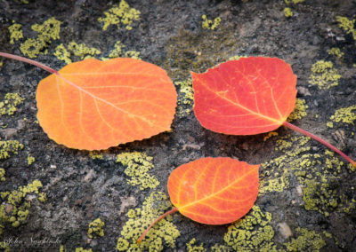 Aspen Leaf on Lichen Rock Photo 11