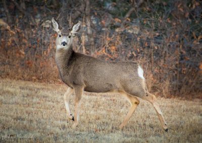Castle Rock Colorado Mule Deer Doe