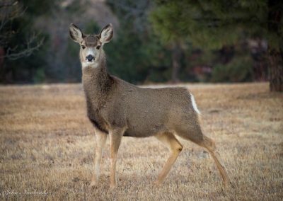 Castle Rock Colorado Mule Deer Doe Grazing
