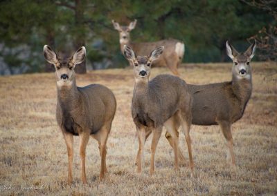 Four Colorado Mule Deer Doe Grazing