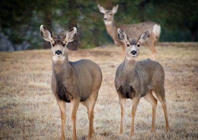 Three Colorado Mule Deer Doe Grazing