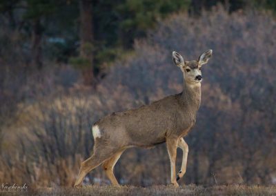 Castle Rock Colorado Mule Deer Doe Along Trail