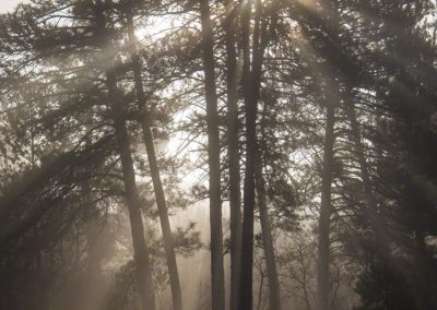 Foggy Morning Light Rays Through Castle Rock Pine Trees - Vertical
