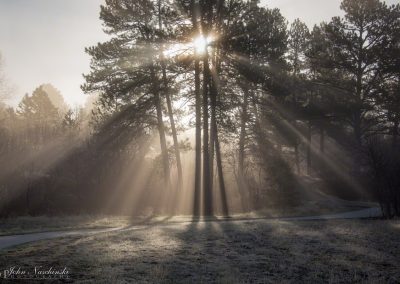 Foggy Morning Light Rays Through Castle Rock Pine Trees - Horizontal