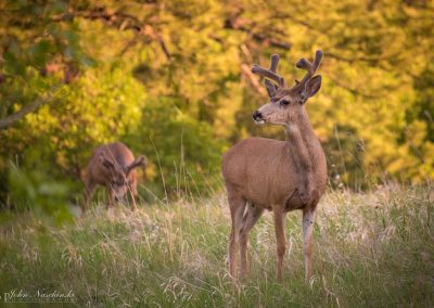 Two Young Colorado Mule Deer Bucks Gazing
