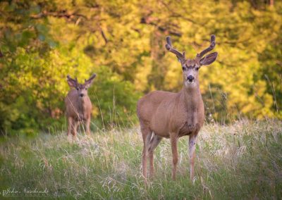 Two Young Colorado Mule Deer Bucks Gazing in Morning