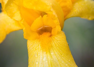 Photos of Yellow Iris Growing Wild with Morning Dew