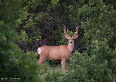 Colorado Mule Deer in Thicket