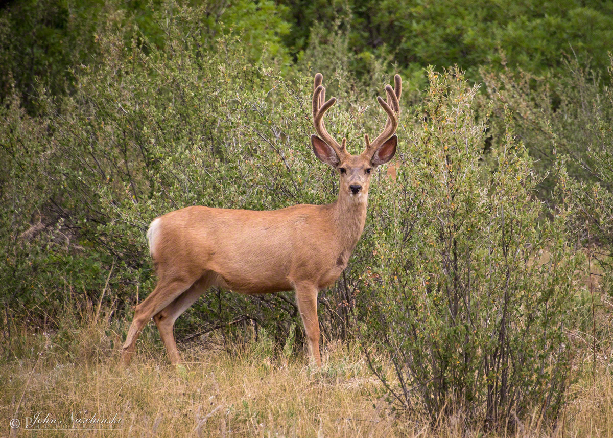 Beautiful Young Colorado Mule Deer Buck - Scenic Colorado Pictures ...