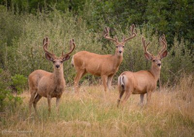 Three Young Bucks Grazing in the Morning