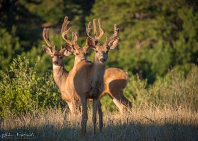 Three Curious Young Colorado Mule Deer Bucks