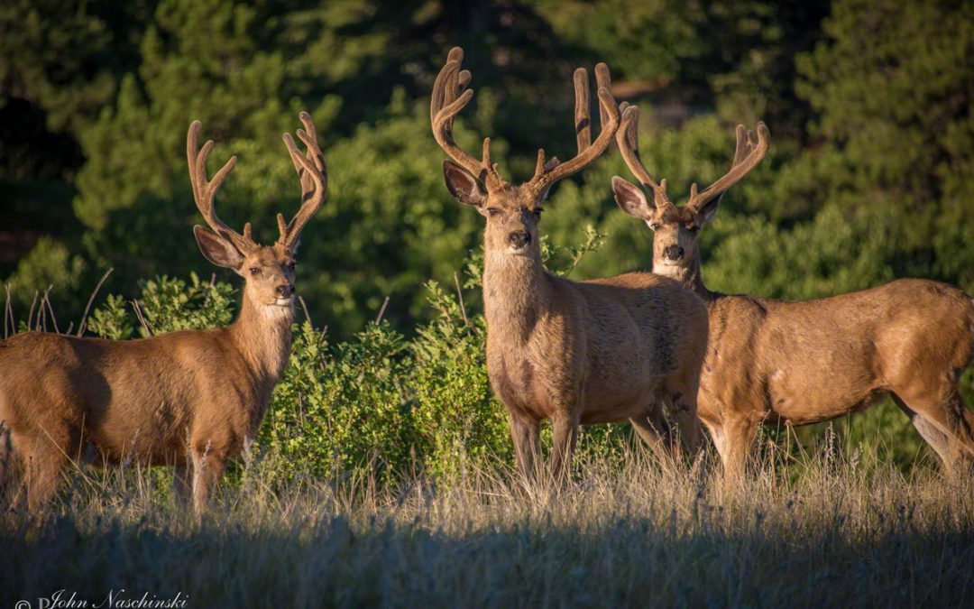 Photos of Castle Rock Colorado Mule Deer Family