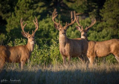 Photos of Castle Rock Colorado Mule Deer Family