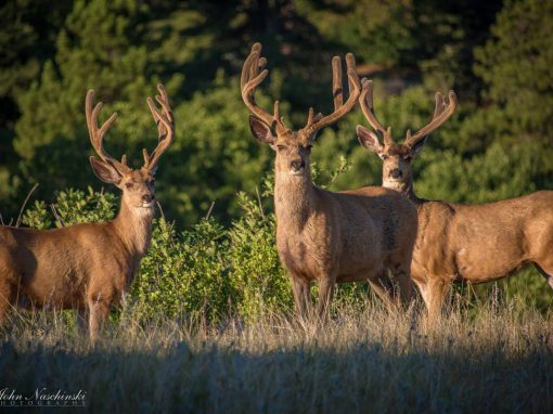 Photos of Castle Rock Colorado Mule Deer Family