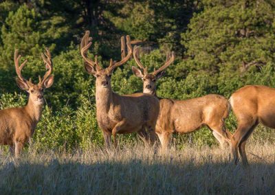 Four Young Colorado Mule Deer Buck Grazing