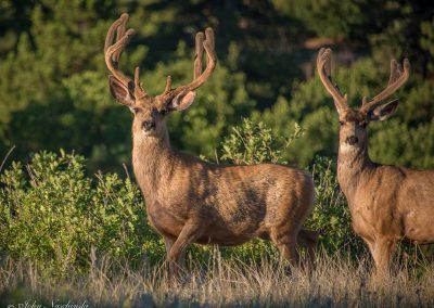 Two Mule Deer Bucks Grazing at Sunrise