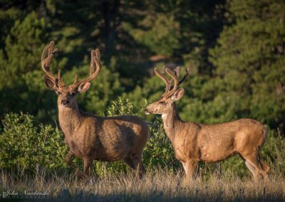 Mule Deer Grazing on Summer Morning