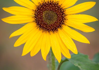 Colorado Sunflower with Morning Dew