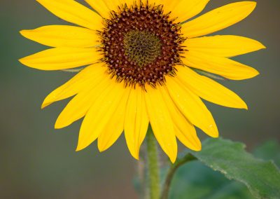 Colorado Sunflower