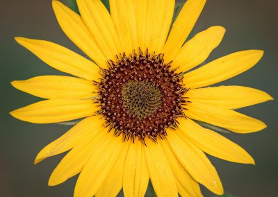 Close up of Colorado Sunflower