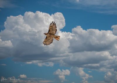 Soaring Hawk Against Castle Rock Blue Sky