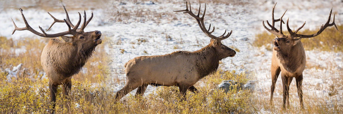 Colorado Elk Photos Rocky Mountain National Park