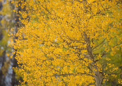 Aspen Tree Near Grand Lake at Entrance of Rocky Mountain National Park, Colorado