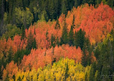 Multi-Colored Aspen Trees on Mountain, West side of Rocky Mountain National Park, Colorado