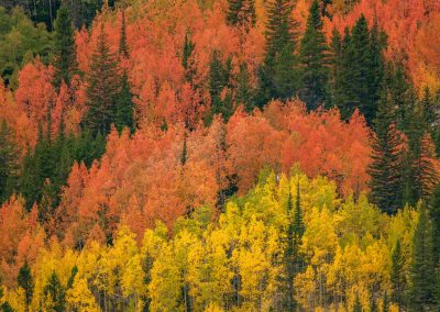 Orange, Red , Yellow and Golden Aspen Trees on Side of Mountain, West Rocky Mountain National Park, Colorado