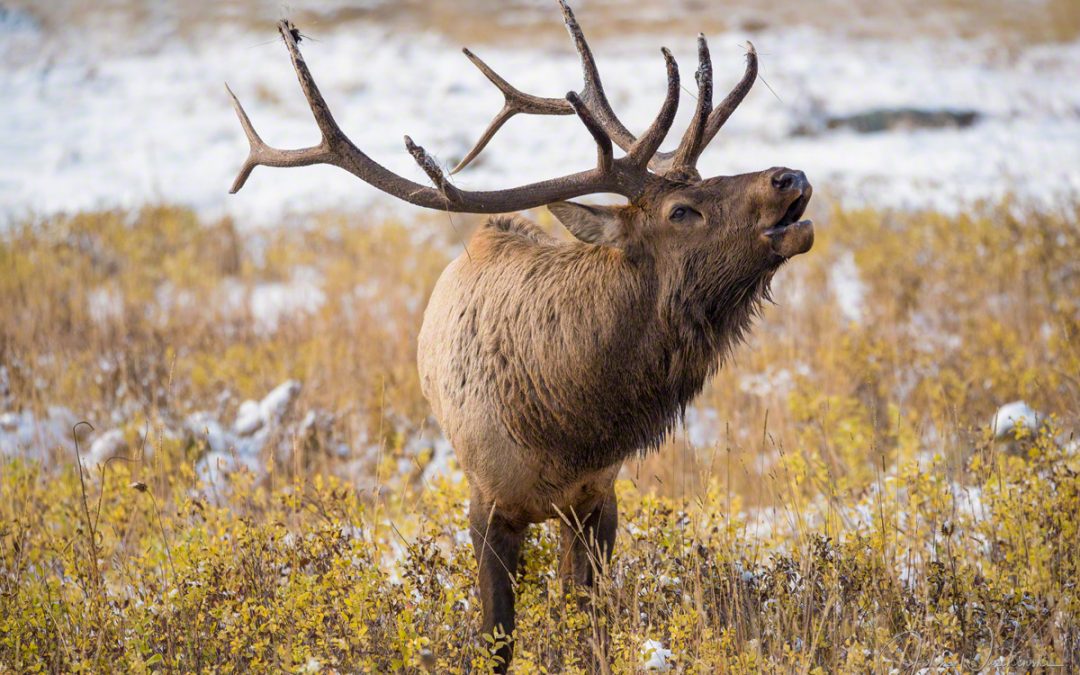 Colorado Elk Photos Rocky Mountain National Park