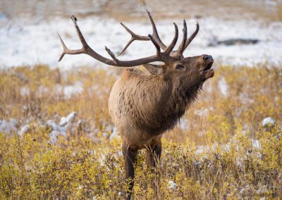 Colorado Bull Elk Bugling Rocky Mountain National Park