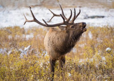 Colorado Elk Photos Rocky Mountain National Park