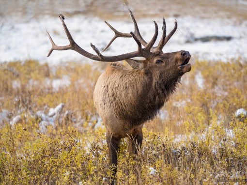 Colorado Elk Photos Rocky Mountain National Park